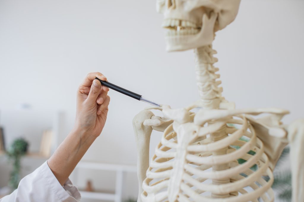 Arzt zeigt Schulter anhand eines Skeletts